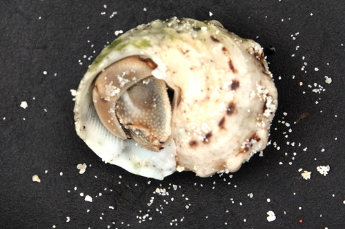 Tawny Hermit Crab, photo 5 of 8