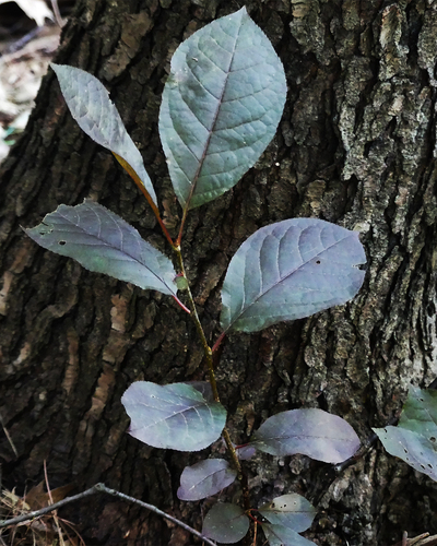 Bitter-berry seedling