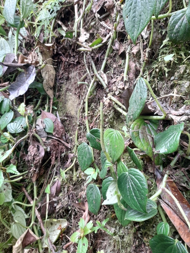 Peperomia peltoidea