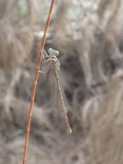 Rhadinosticta simplex