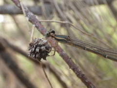 Rhadinosticta simplex