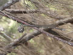 Rhadinosticta simplex