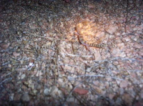 Coleonyx variegatus