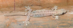 Hemiphyllodactylus typus