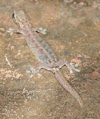 Hemiphyllodactylus typus