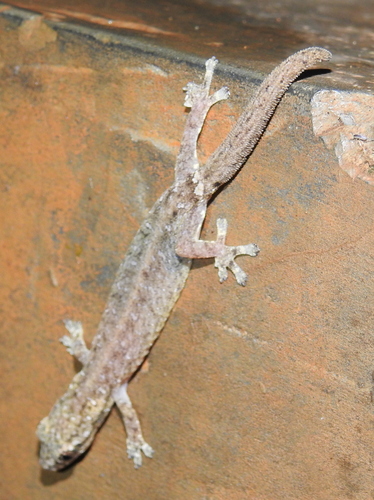 Indo-Pacific Slender Gecko