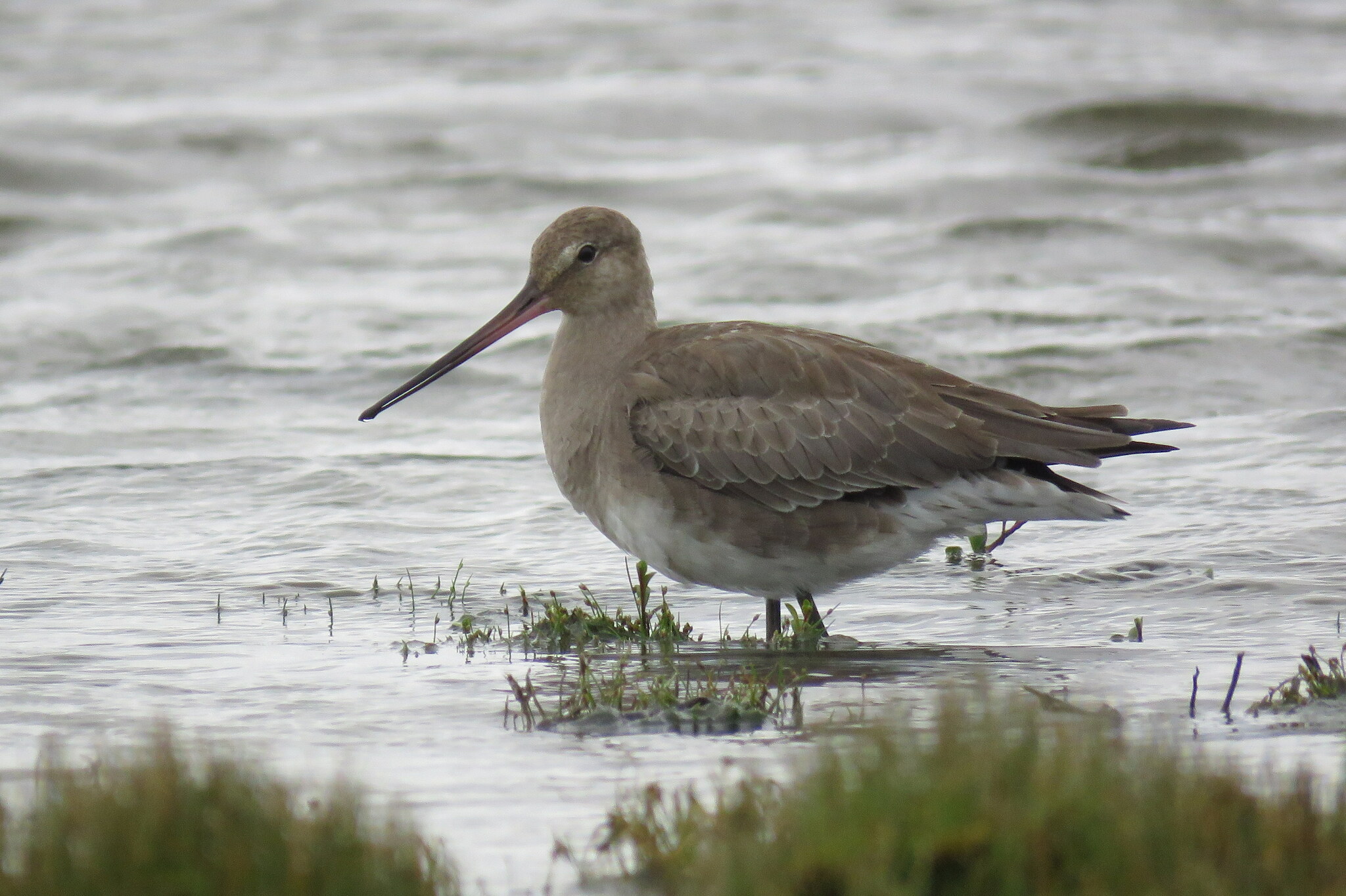 Hudsonian Godwit (Limosa haemastica)