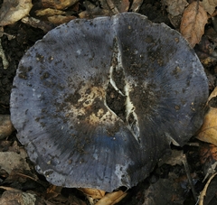 Entoloma medianox