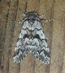 Panthea acronyctoides