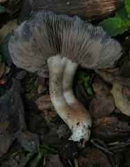 Entoloma medianox