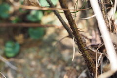Dryopteris nipponensis
