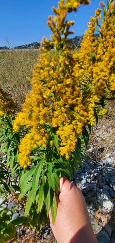Image of Solidago lepida by (c) Mud_Skipper, some rights reserved (CC BY)