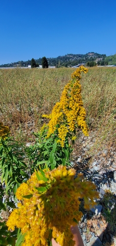 Image of Solidago lepida by (c) Mud_Skipper, some rights reserved (CC BY)
