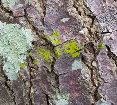 Arthoniomycetes