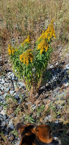 Image of Solidago lepida by (c) Mud_Skipper, some rights reserved (CC BY)