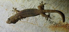 Hemiphyllodactylus typus