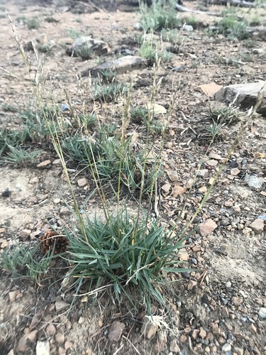 little mountain bluegrass (Poa curtifolia)