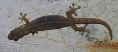 Hemiphyllodactylus typus