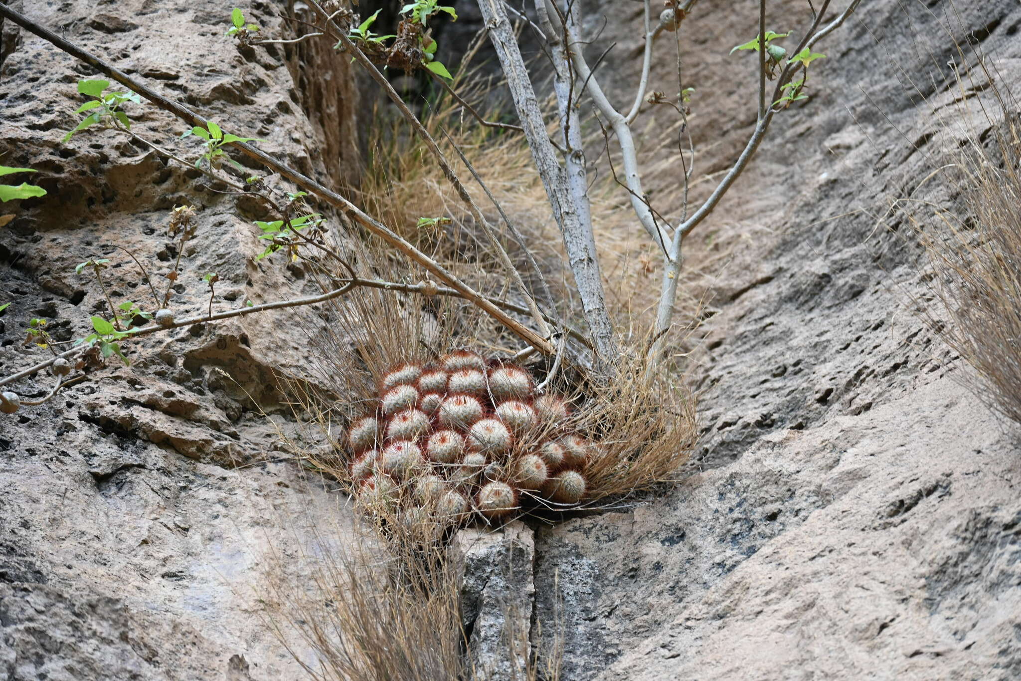Imagem de Cacto-peludo