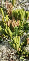 Diphasiastrum alpinum image