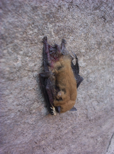 Vespertilionidae