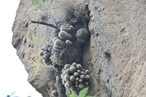 Foto de Cacto-peludo
