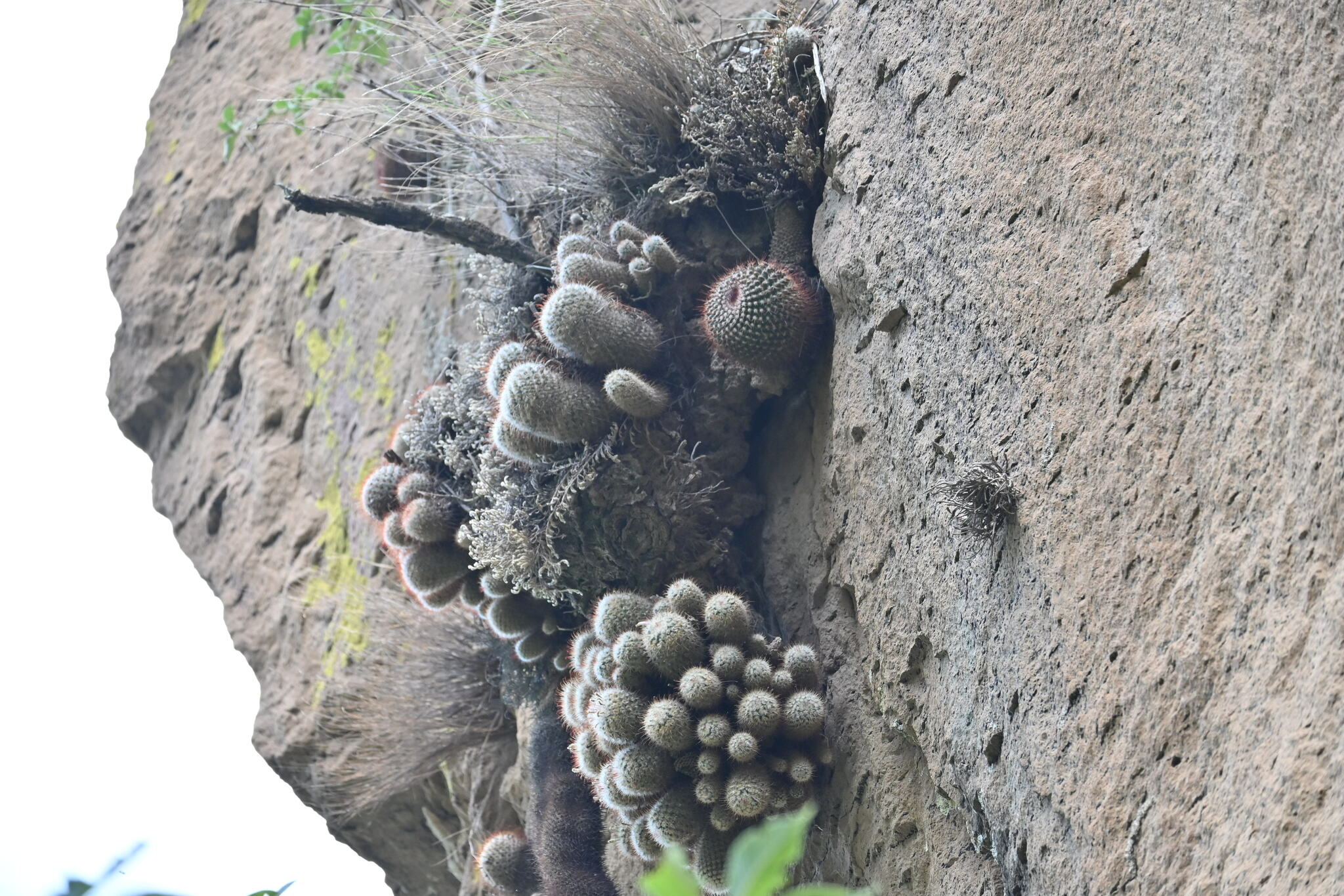 Imagem de Cacto-peludo