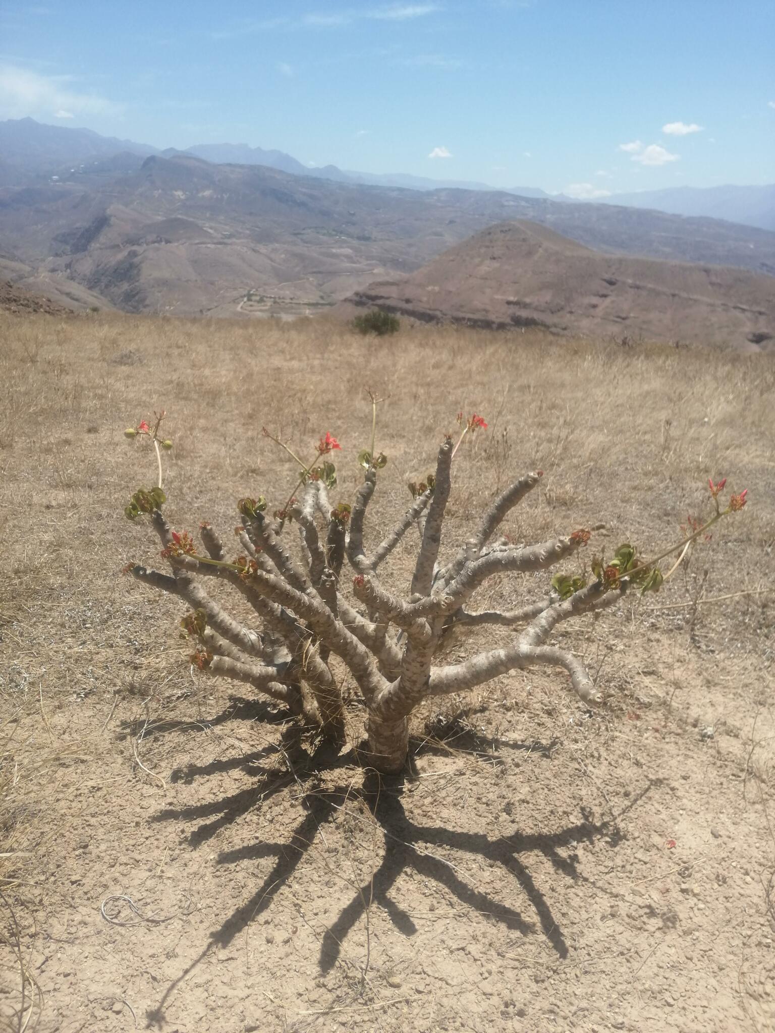 Jatropha macrantha image