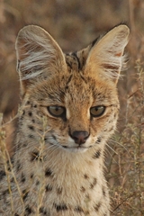 Leptailurus serval lipostictus