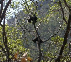 Ursus americanus eremicus