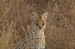 Leptailurus serval lipostictus