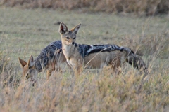 Lupulella mesomelas schmidti