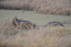Lupulella mesomelas schmidti