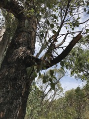 Eucalyptus blakelyi