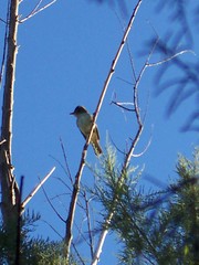 Empidonax traillii extimus