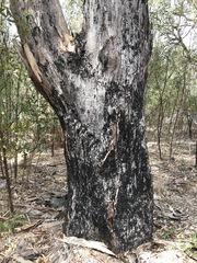 Eucalyptus blakelyi