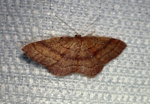 Cyclophora azorensis