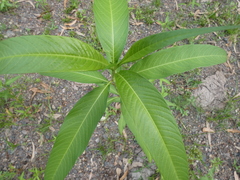 Persicaria attenuata