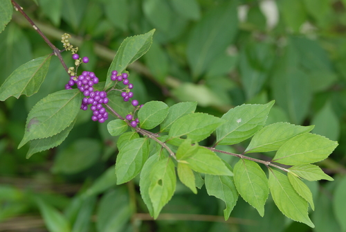 Purple beautyberry (Callicarpa dichotoma)