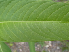 Persicaria attenuata