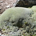 Azorella pulvinata - Photo (c) Chauncey, μερικά δικαιώματα διατηρούνται (CC BY-NC), uploaded by Chauncey