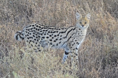 Leptailurus serval lipostictus