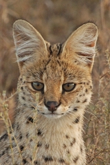 Leptailurus serval lipostictus