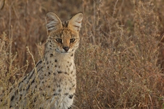 Leptailurus serval lipostictus