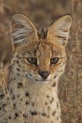 Leptailurus serval lipostictus