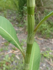 Persicaria attenuata