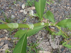Persicaria attenuata