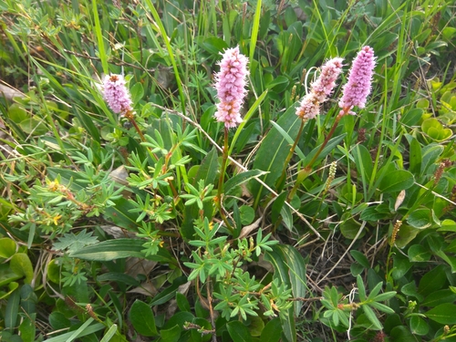 Image of Bistorta plumosa by (c) Валерия Ковалева, some rights reserved (CC BY)