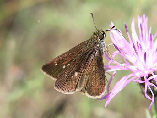 Dun Skipper, photo 4 of 10