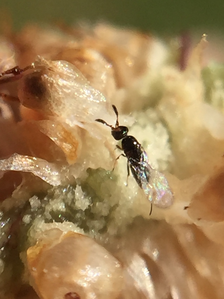 Fig wasp